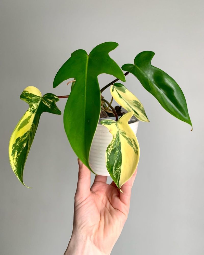 Philodendron
