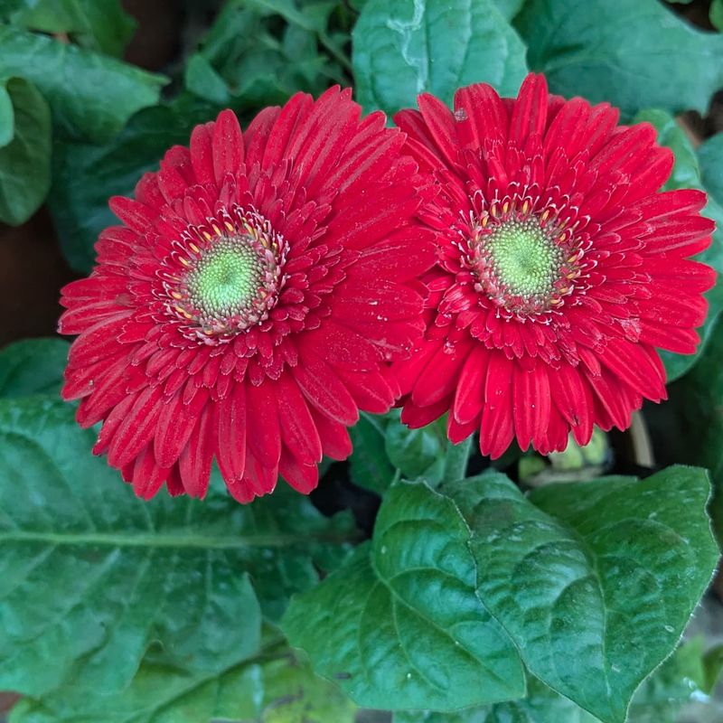 Gerbera Daisy