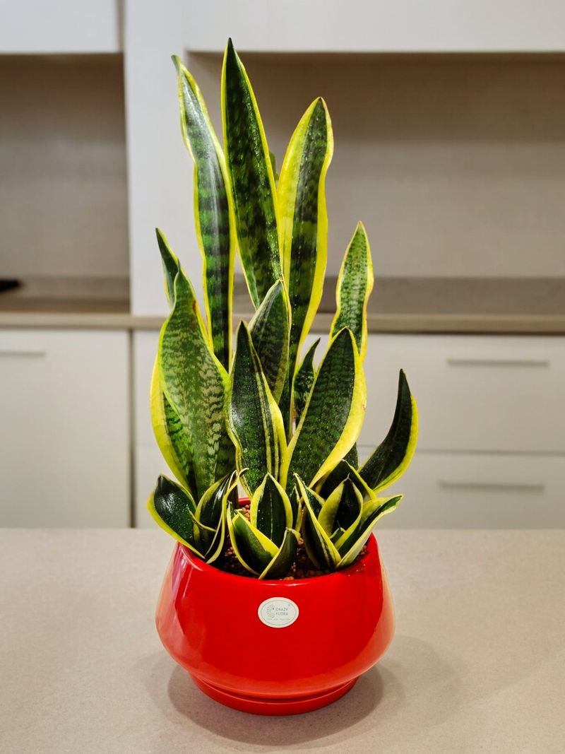 Snake Plant