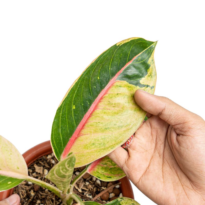 Aglaonema