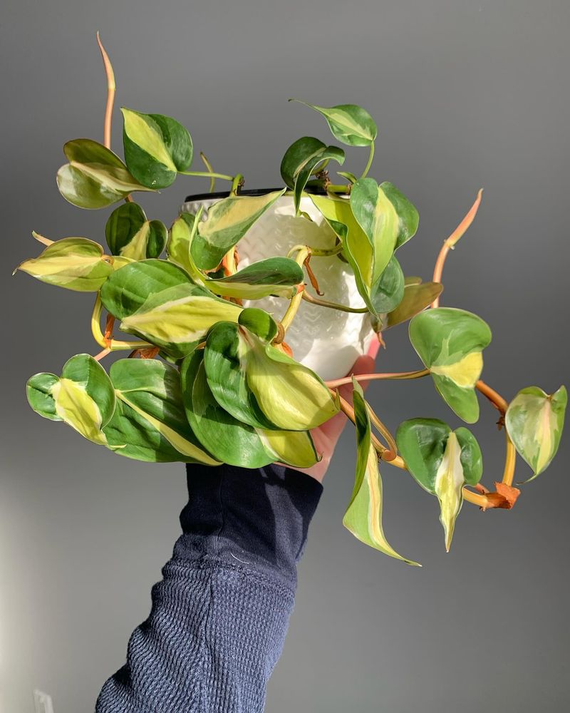 Philodendron