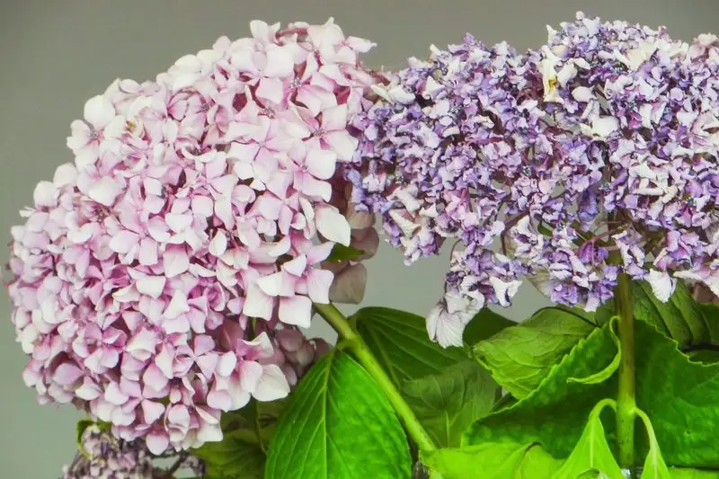 Hydrangea