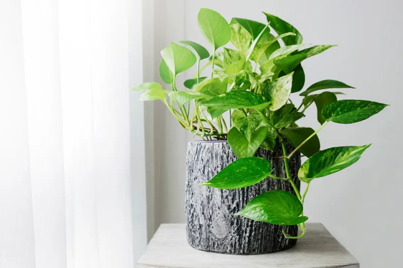 ZZ Plant