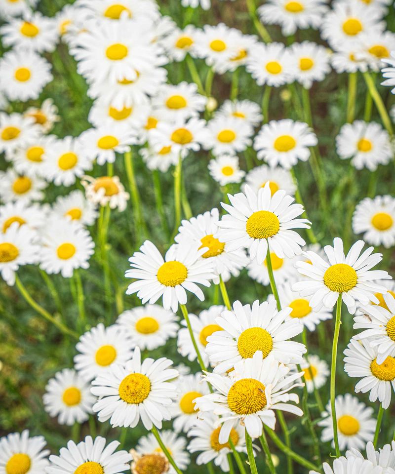 Shasta Daisy