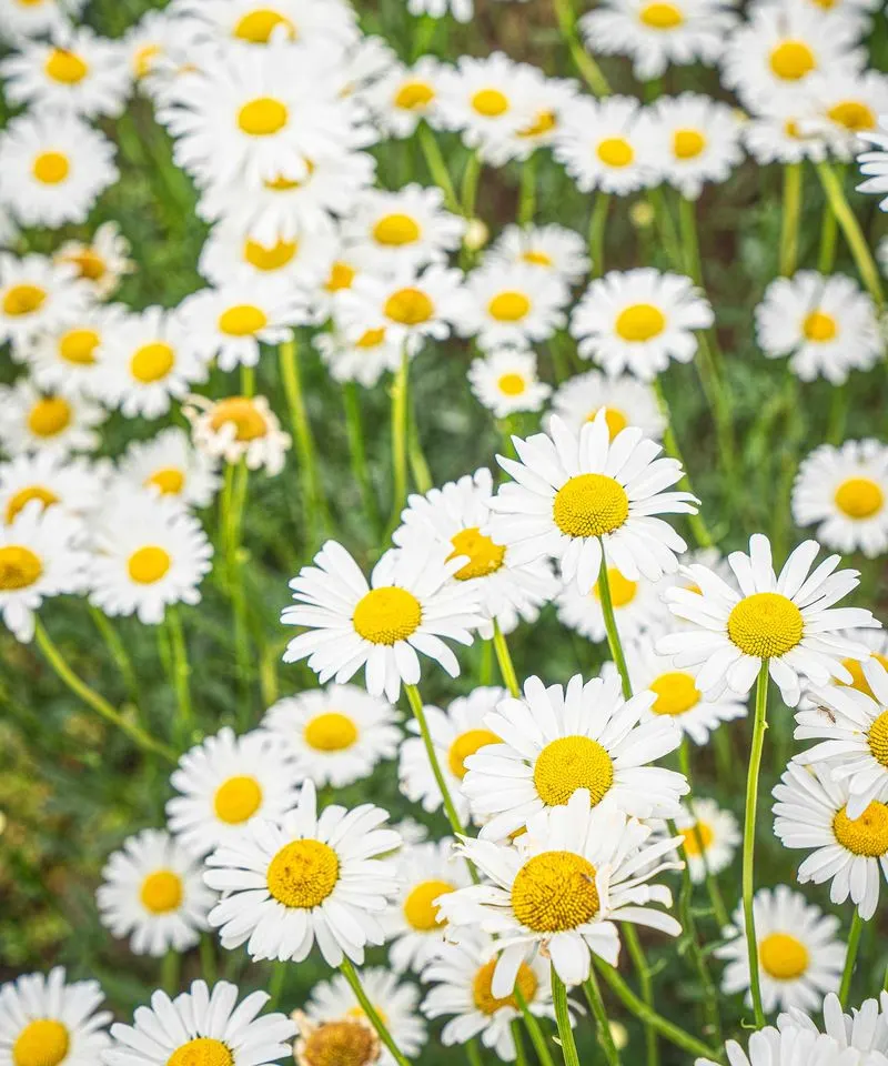 Shasta Daisy