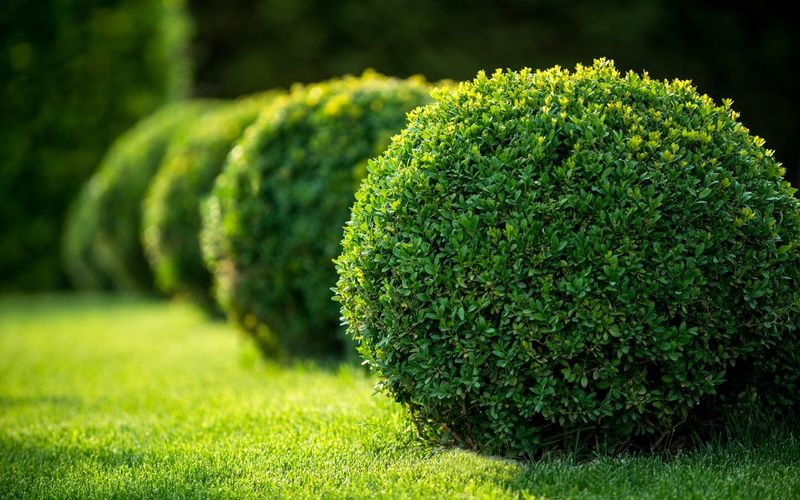 Boxwood