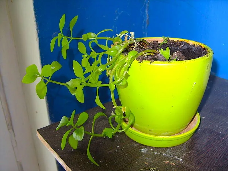 Phototropic Behavior
