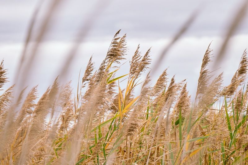 Phragmites