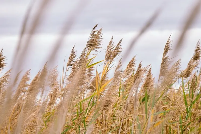 Phragmites