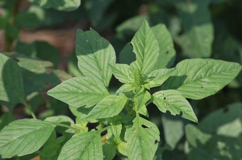 Pigweed