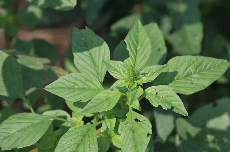 Pigweed