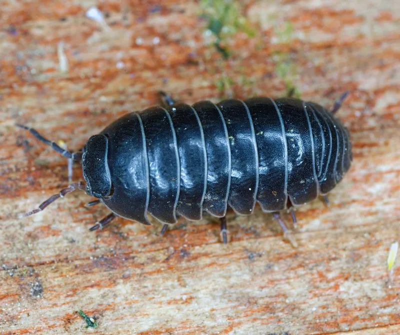 Pill Bugs