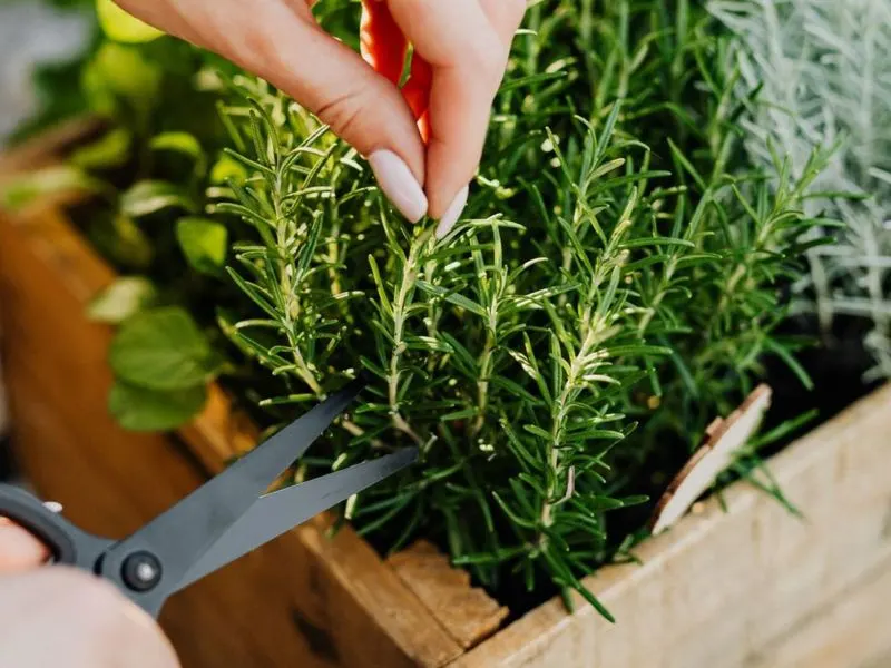 Pinching and Pruning
