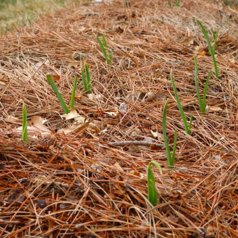 Pine Needle Mulch