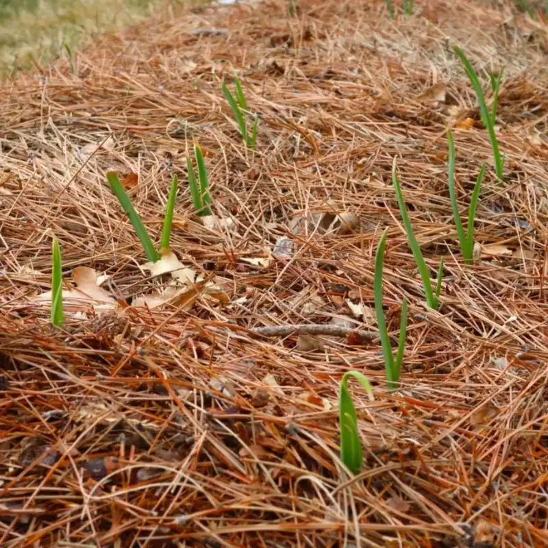 Pine Needle Mulch