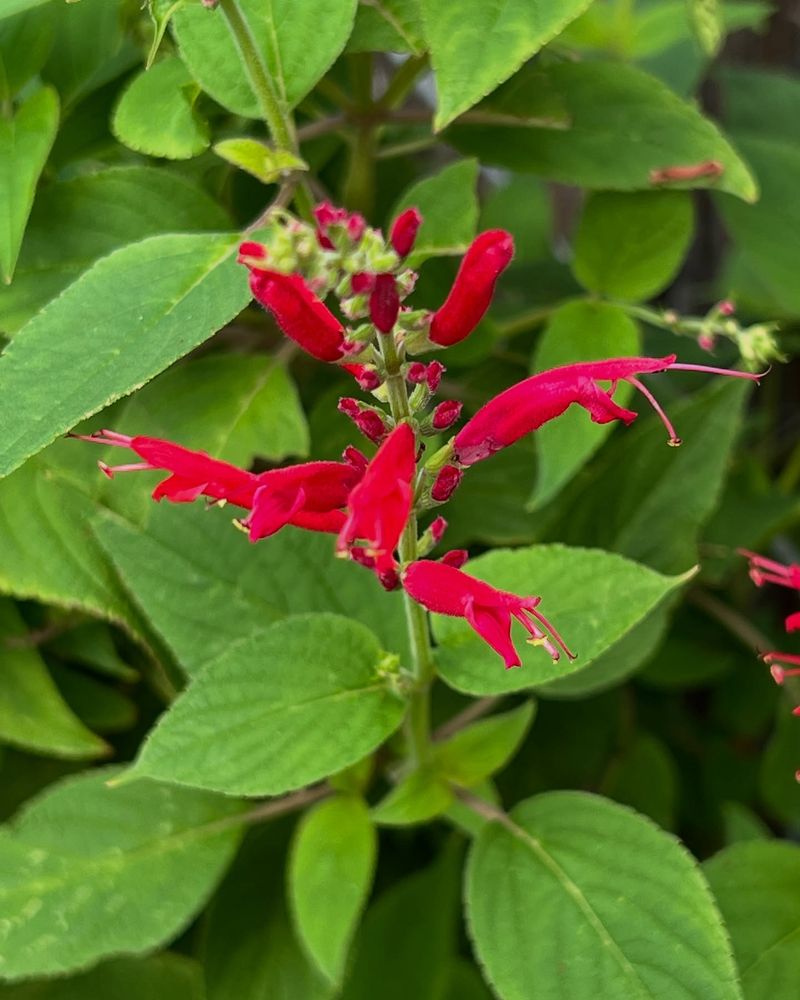 Pineapple Sage