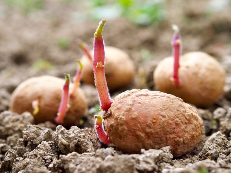 Potato Eye Planting