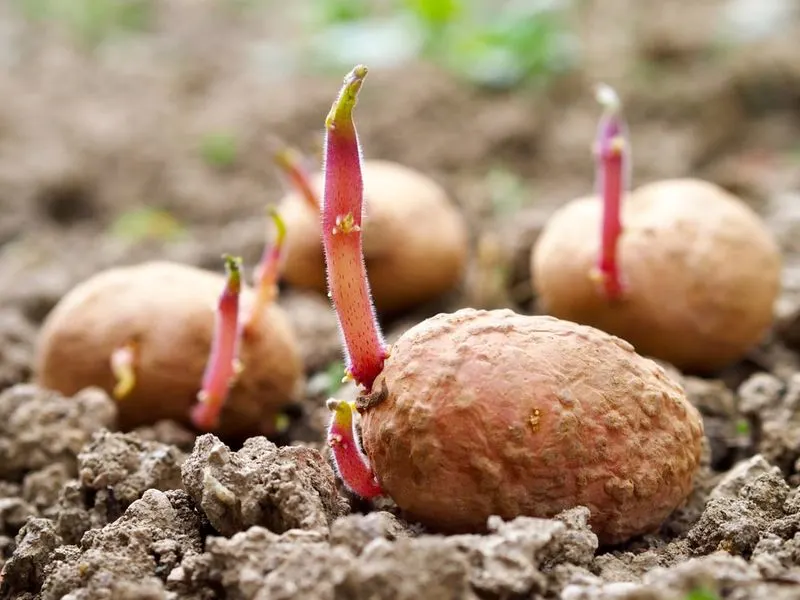 Potato Eye Planting