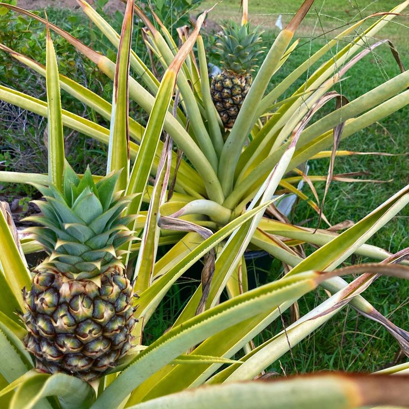 Pineapple