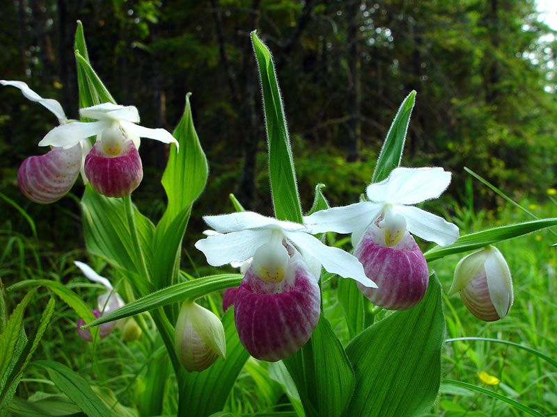 Showy Lady's Slipper