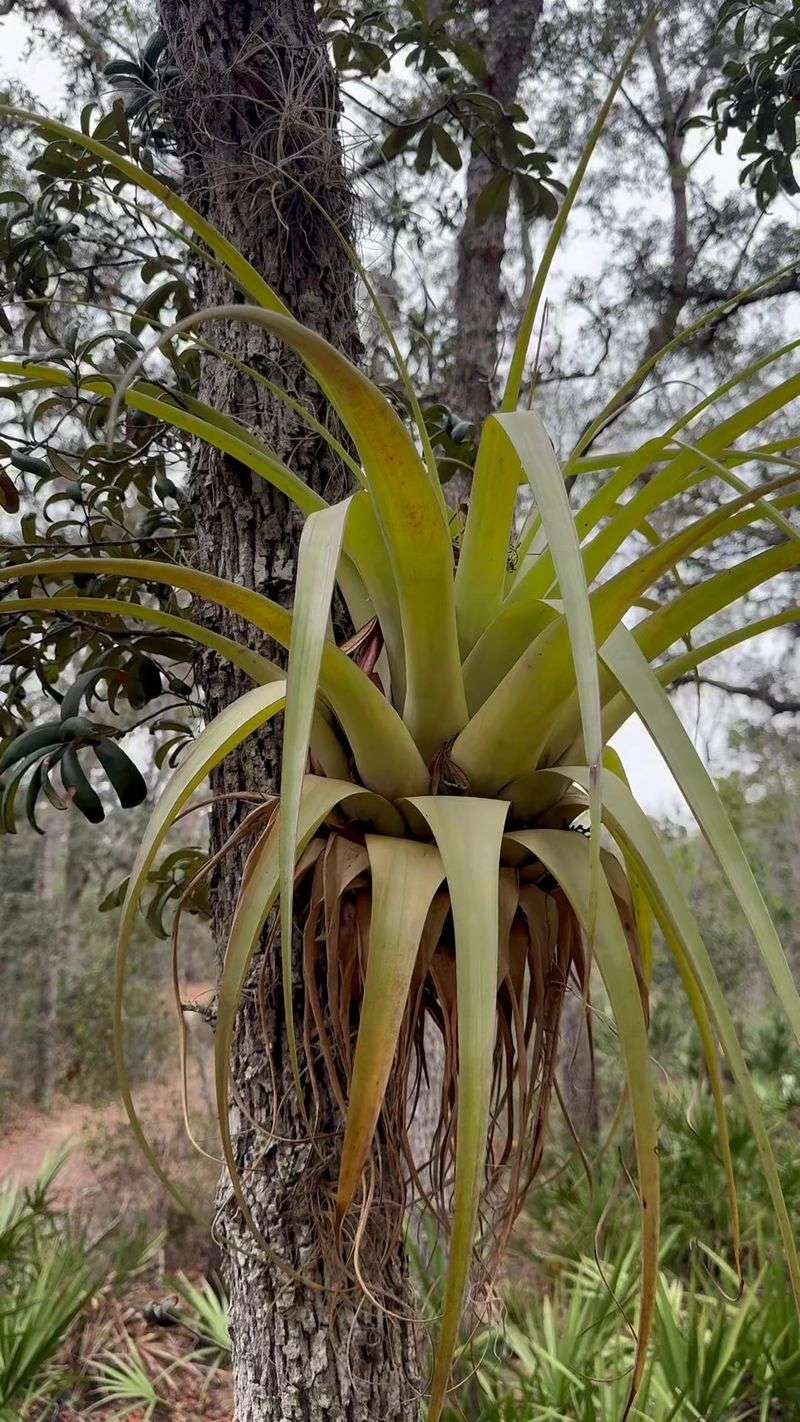 Air Plants (Tillandsia)