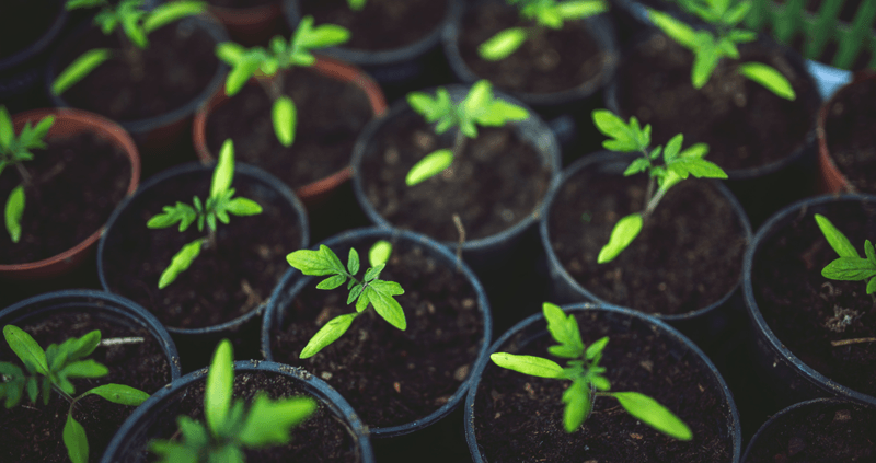 Plant Acclimatization