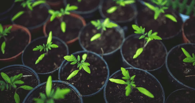 Plant Acclimatization