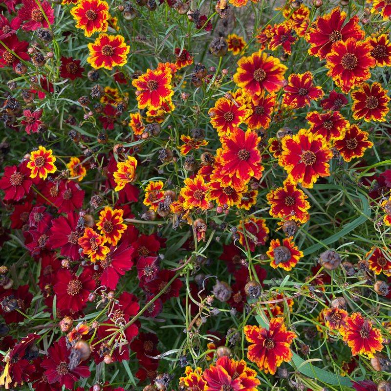 Plant-Based Dye Gardens