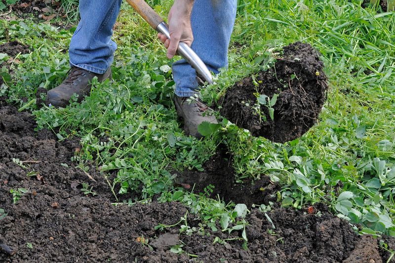 Green Manure