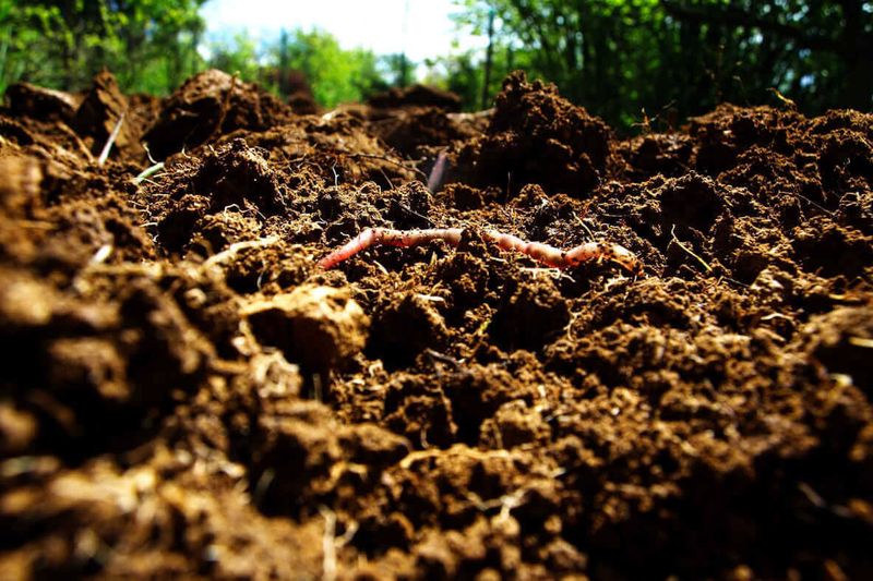 Add Organic Matter