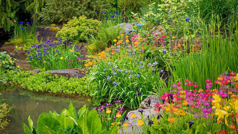 Plant Pond-side Vegetation