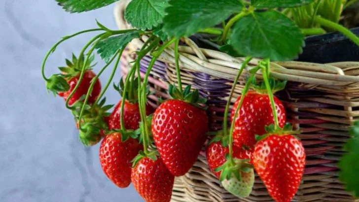 Plant These 18 Once And They Will Give You Free Food For Life