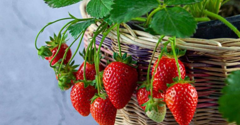 Plant These 18 Once And They Will Give You Free Food For Life