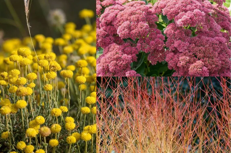 Plant for Seasonal Interest