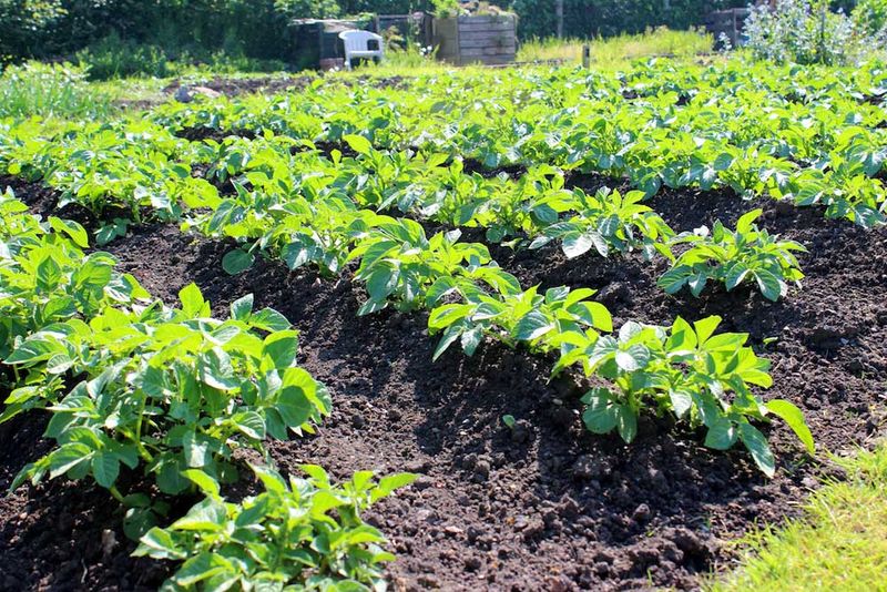 Plant in Rows