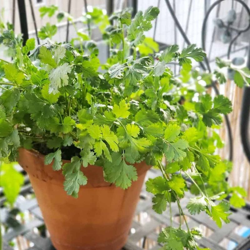 Use Deep Pots for Container Gardening