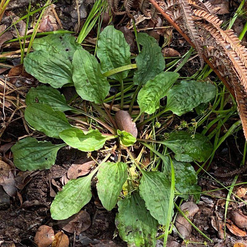 Plantain