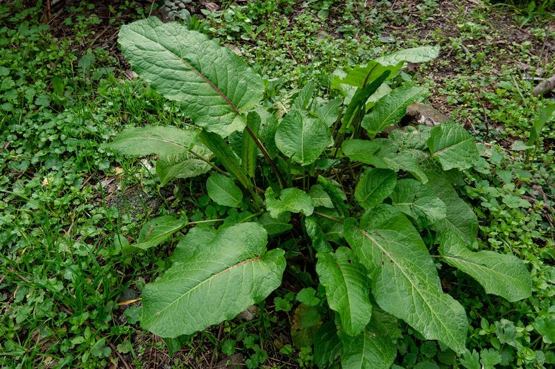 Dock Weed Nutrient Booster