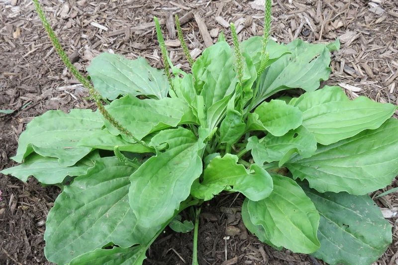Plantain