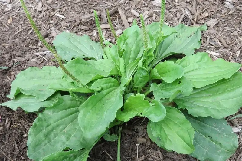 Plantain