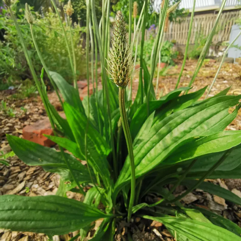 Plantain