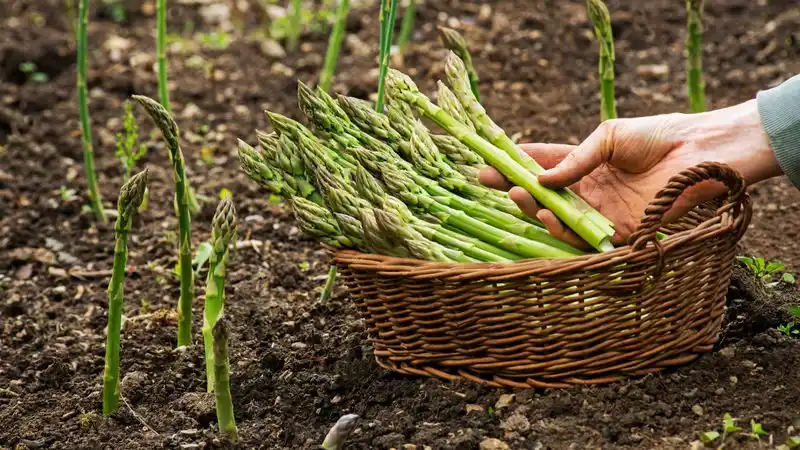 Planting Asparagus Crowns