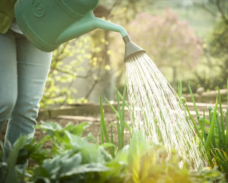 Watering Plants in the Evening