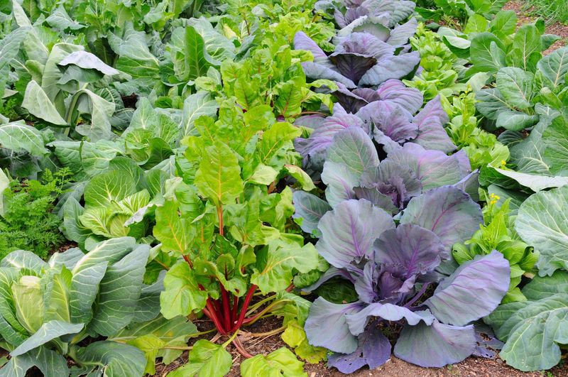 Planting Cool-Season Vegetables