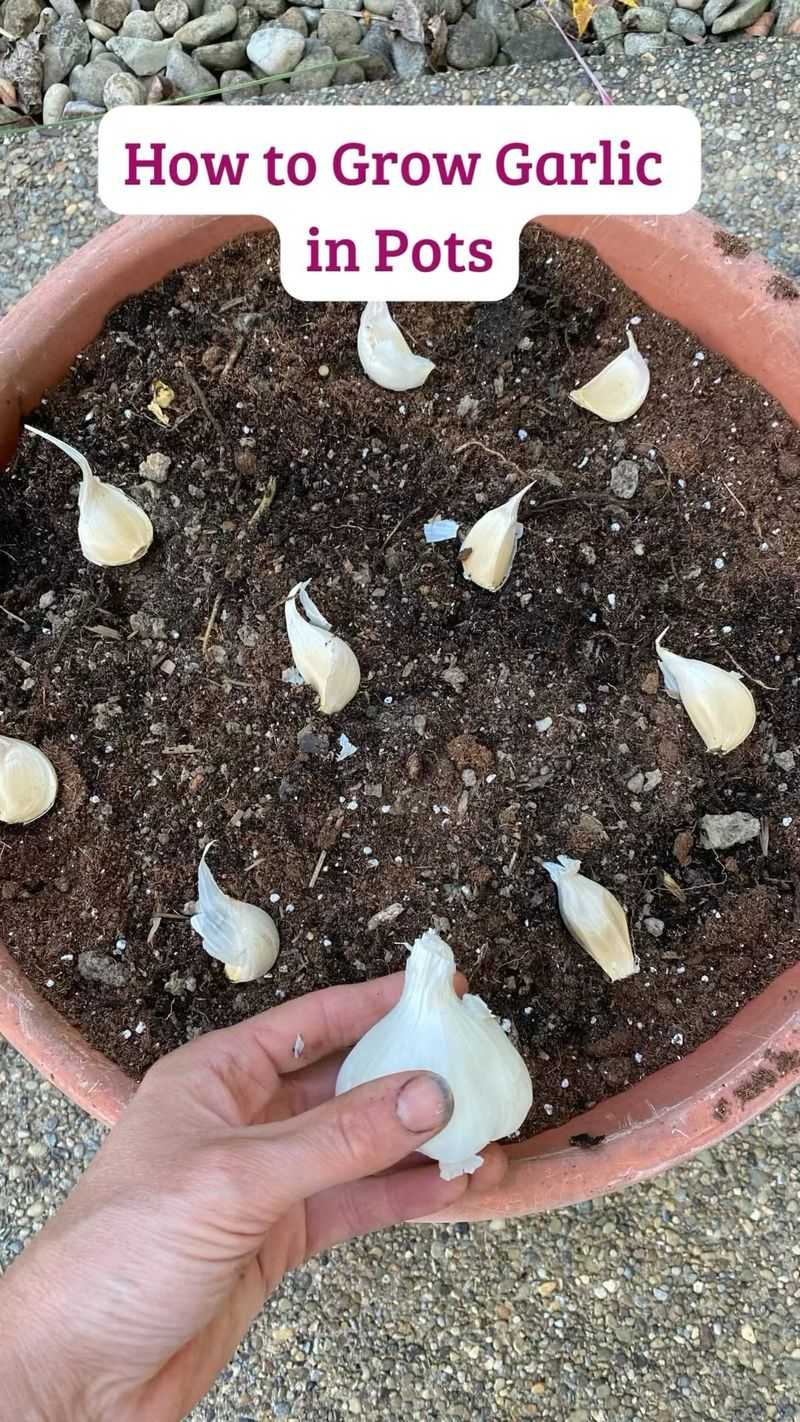 Planting Garlic in Containers