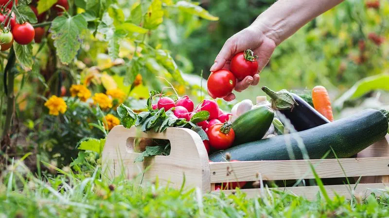 Harvesting Vegetables