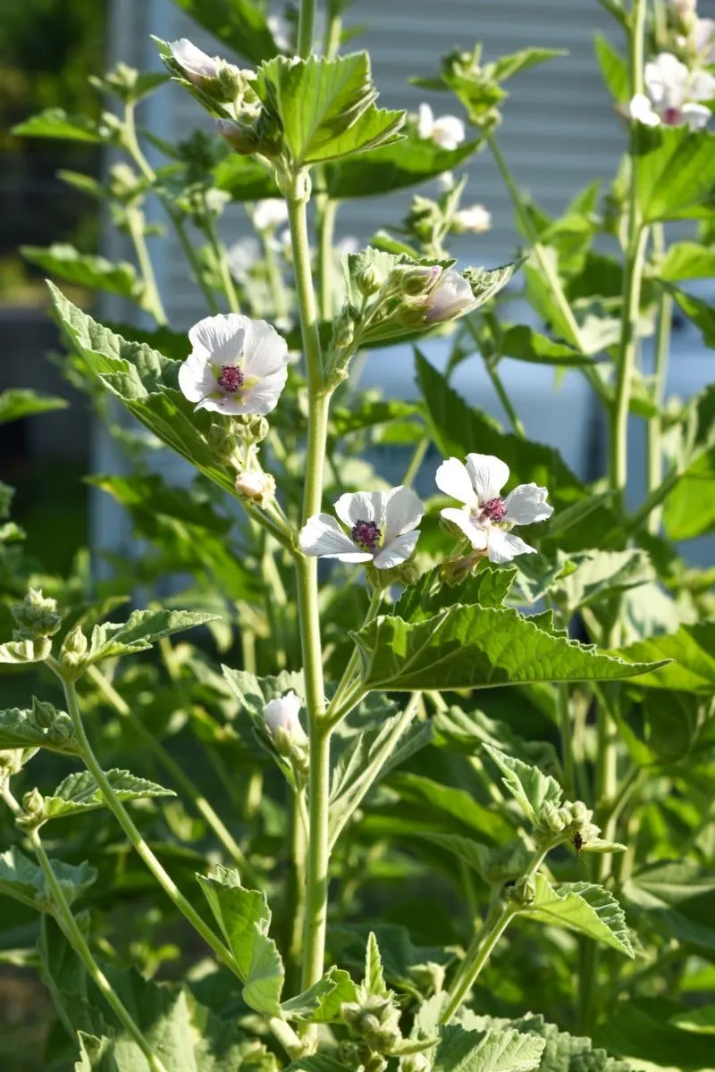 Watering and Fertilization