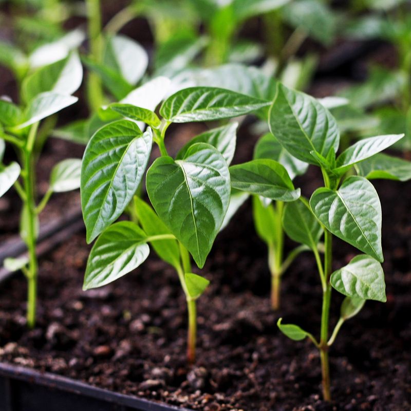 Planting Peppers Early