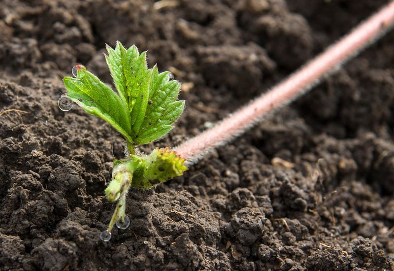 Planting Pineberry Runners