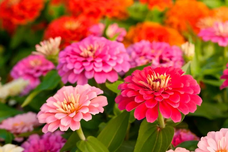 Planting Summer Annuals